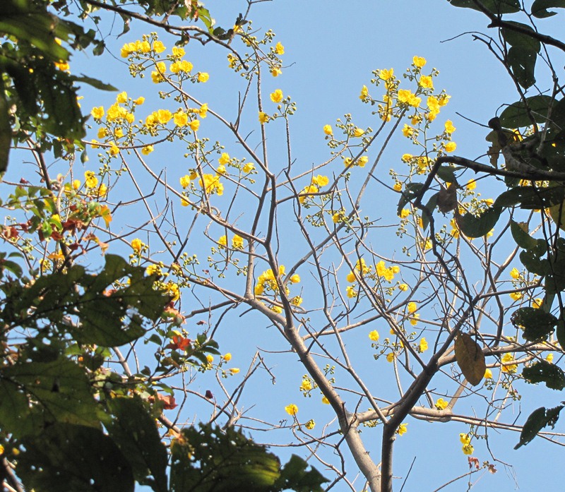 Cochlospermum religiosum eFlora of India